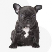 Patto Eterno Cane Corso Kennel 