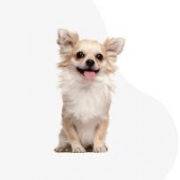 Ráckevei-foltosok kennel