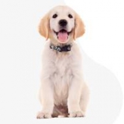 Rózsásmenti Vadász