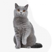 Körös szépe kennel