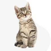 StarFlower's Bengal_DS