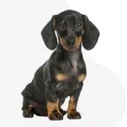 Pásztorné Szabó Ilona