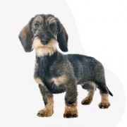 Saint Francis of Assisi kennel