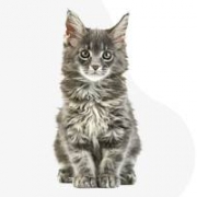 Tame Titans Maine Coon kennel