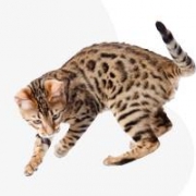 O'Pamacs Bengáli kennel