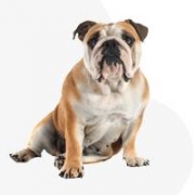 Palace Devils kennel