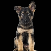 Néró és családja_DS