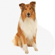 Prince of Sunlight kennel