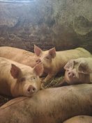 120-180kg hizók eladók 