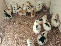 17db 2napos Pita Pinta 