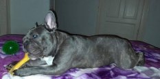 1.5 éves Lilac francia bulldog jellegű szuka ingyen elvihető