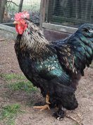 1 éves keverék kakasok 