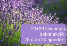 20+20 levendula bokor. 20 bokor után plusz 20 bokor. Budapesten