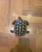 2 éves görög teknősök elköltöznének