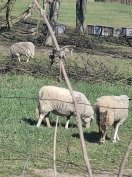 2 jerke, egy kos utazna