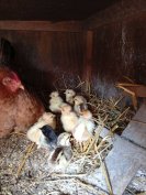 3 napos napi csibe máshol melegedne