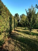 4000 m2-es zártkert termő gyümölcsfákkal eladó