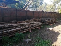 4-5 m hosszú fenyő