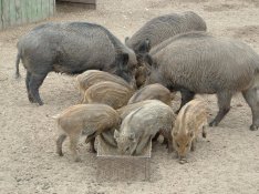 4 tojásos tészta kutyának egyéb állatnak eladó