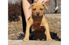 7 hetes amerikai pitbull terrier kan kiskutya