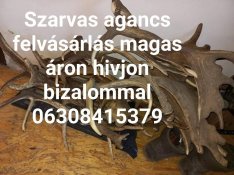 Ágancs vétel Országosan