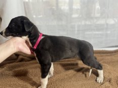 Agár Greyhound Ír kutya 