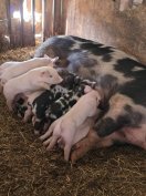 Akció  Eladó -Cserélhetök Kocák.Malacaival