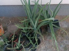 Aleo aloe vera szoba növény gyógynövény