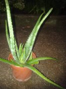 Aloe Vera eladó Gyönyörű egészségesek!