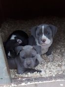 American bully babák ingyen elvihetők!