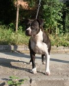 Amerikai Staffordshire Terrier 11 hónapos, törzskönyvezett szuka