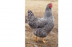 Amrock naposcsibe, napos csibe, csirke eladó és előjegyeztethető