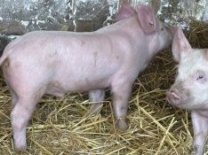 Ártány malac tiszta nagy fehér eladó még 2 van