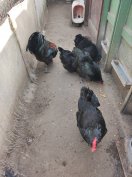 Australorp fekete család 