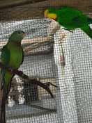 Baraband költőpár