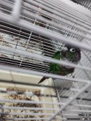 Beszélő - hangutánzó Pyrrhura tojó.