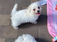 Bichon havanese kan kiskutya eladó
