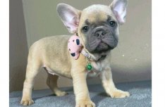 Blue fawn francia bulldog lány