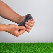 Blue tan Csivava kiskutya törzskönyvvel, szerződéssel