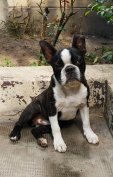 Boston terrier