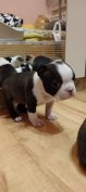 Boston terrier fajtatiszta jellegű kislány kutyusok ingyen elvihető
