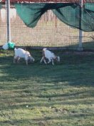 Búr R1, R2 gidak eladók