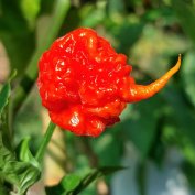Carolina Reaper chiliszósz eladó