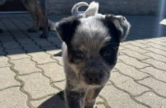 Cattle dog fajtatiszta jellegű kiskutyák!