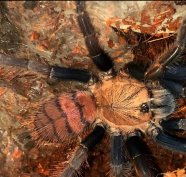 Chilobrachys Fimbriatu (pár)