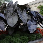 Colocasia Diamond Head elefántfül eladó
