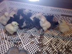 Csirke kopasznyakú csirke!