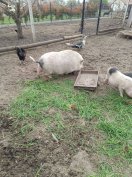 Csüngőhasu malacok