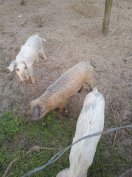 Durok *fehér süldő malacok eladóak!