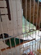 Egy pár Molina papagáj